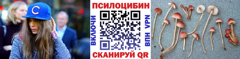 Псилоцибиновые грибы Psilocybe Окуловка